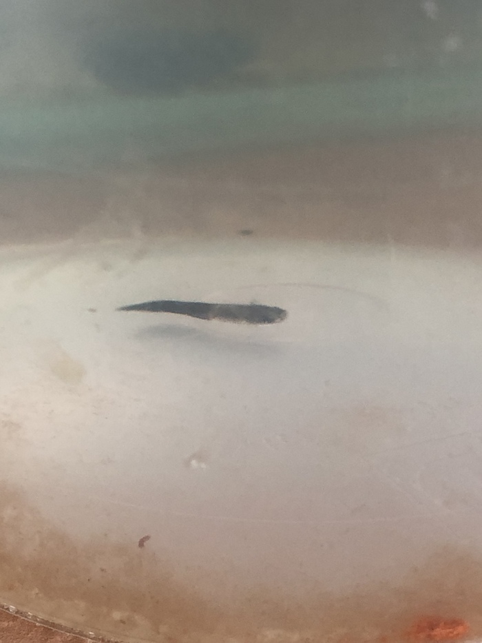 The problem with the tail of a guppy fry. - My, Whitebait, Guppy, Tail, Not, , Longpost