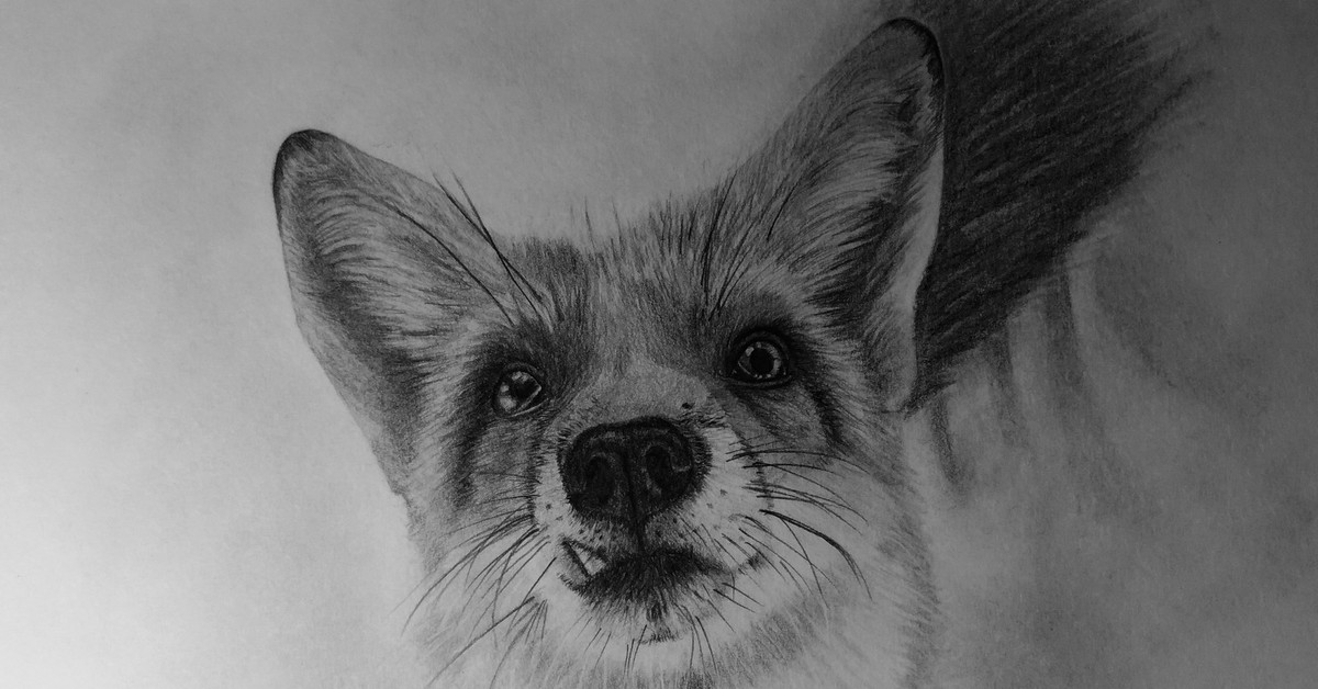 Нарисовать животных простым карандашом. Животные карандашом. Картинки карандашом животные. Живые рисунки карандашом. Рисунок животного карандашом.