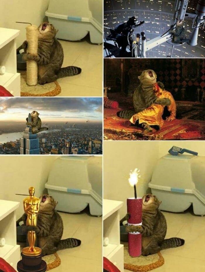 Sgagzheno - 9GAG, Photoshop master, cat