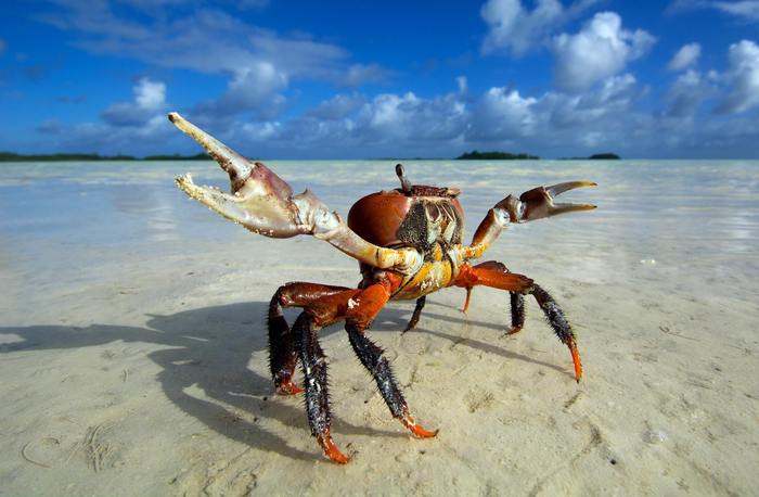 Let's hug, vacationer - Crab, Vacation, Sea, Claws, , Thailand