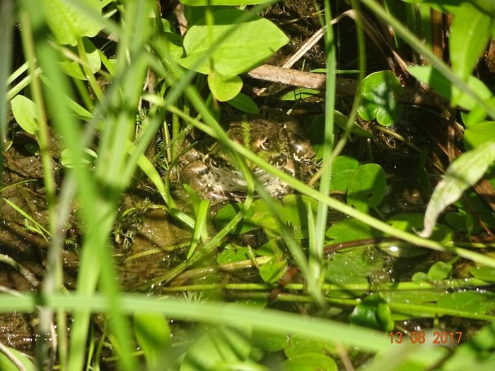 Вот такие лягушки водятся на святом озере в Тамбовской области Любимое место, Озеро