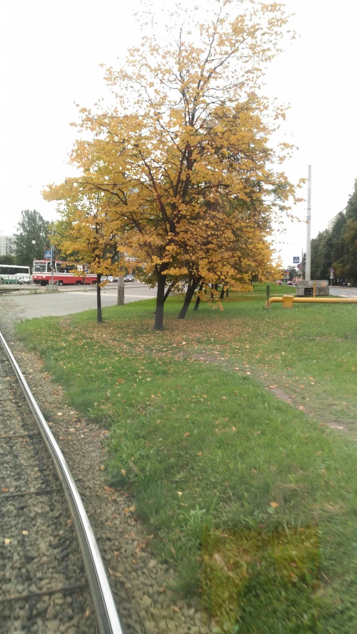 Трамвайная осень Работа, Осень, Трамвай, Длиннопост
