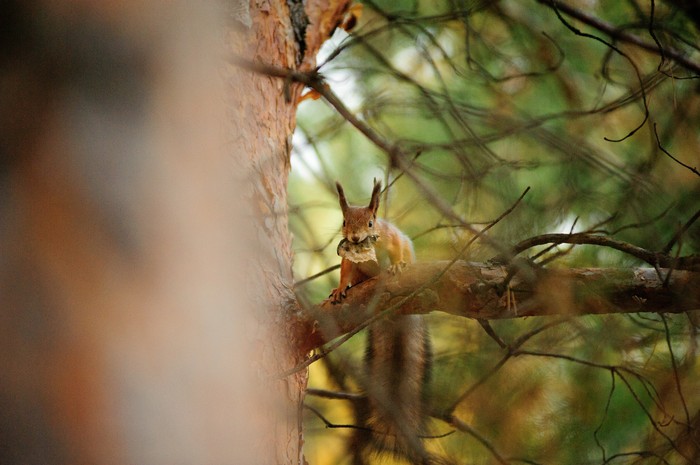 morning squirrel - My, Squirrel, Nikon, 80-200 28