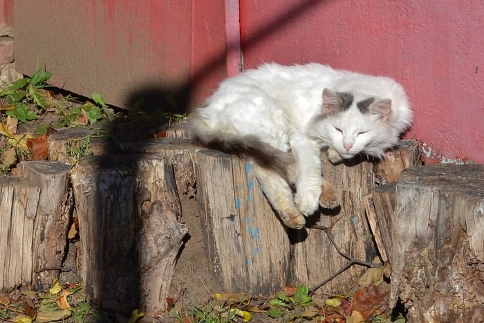 Белый пушной зверек. - Кот, Блаженство, Фотография