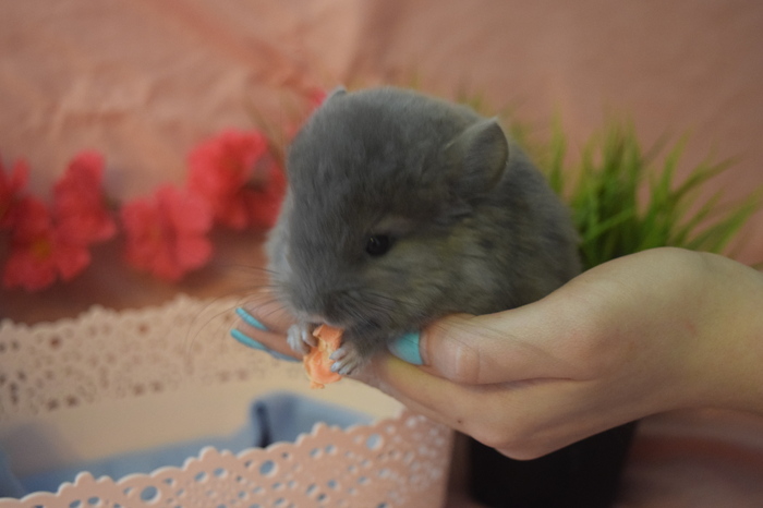 baby in the palm of your hand - My, Chinchilla, Fluffy, Milota, Baby, Children