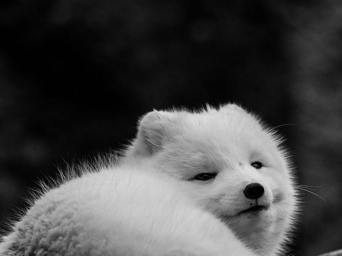 Fi on you! Just fluffy fur! - Fox, Arctic fox, Animals, Fluffy