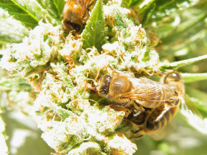 Пчелы, которые делают мед из каннабиса мёд, пчелы, Трипофобия, марихуана, Медицинский каннабис, длиннопост