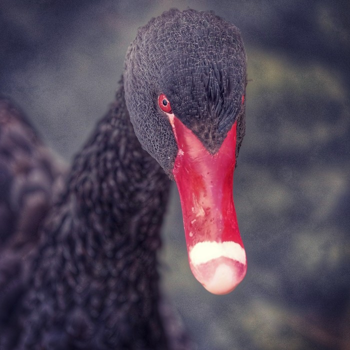 Black Swan. Portrait. - My, Black Swan, Portrait