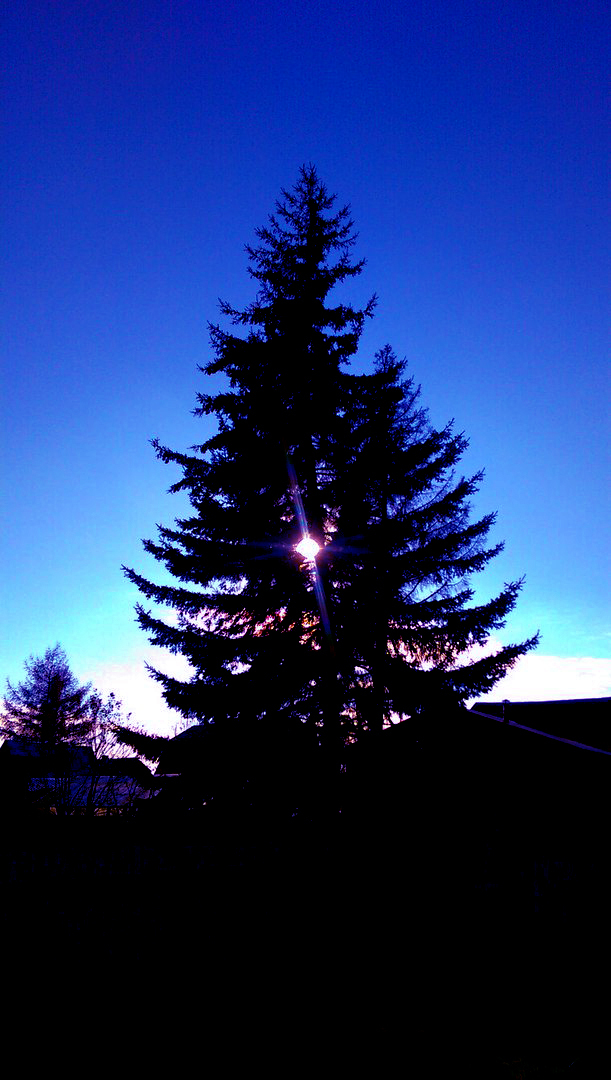 Christmas tree in the country - My, Christmas trees, The photo, Beautiful, Dacha