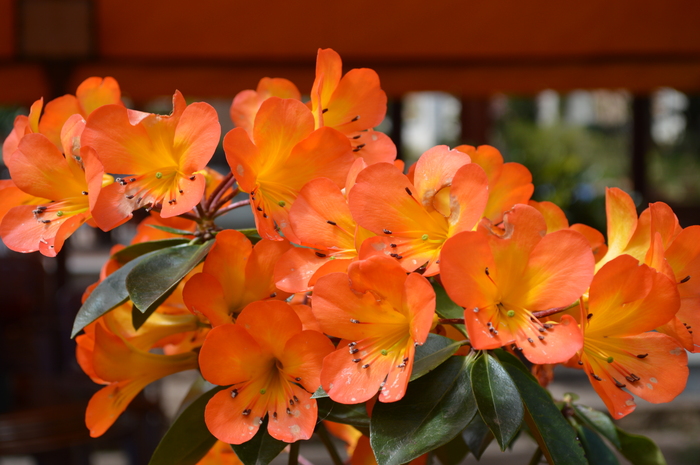 Pleasures of Vietnam - My, Flowers, Beginning photographer, Charms, Nikon d3200, No filters, Heading, Almost long post, Longpost