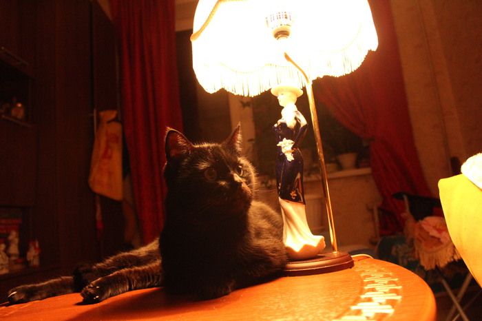 Continuation with the cat - Star, Part 2, My, Лампа, Cat with lamp, cat, My