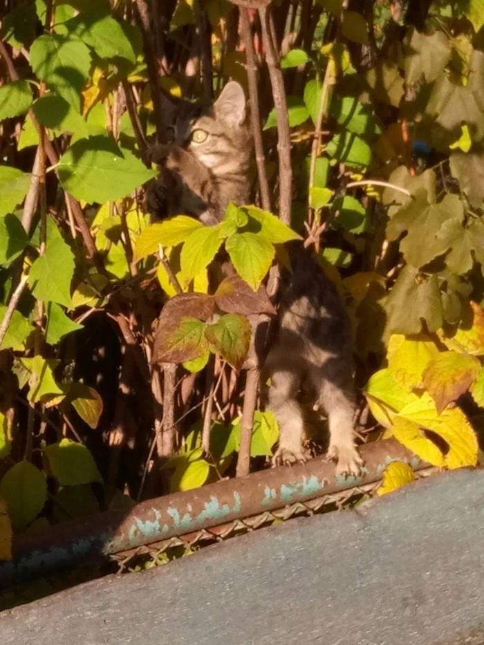 Just a kitten with crazy eyes, driven by no one knows what, stands in the bushes, on its hind legs, clinging to a metal pipe. Scroll further. - My, The photo, cat, Scroll further, , Suspicious, Longpost