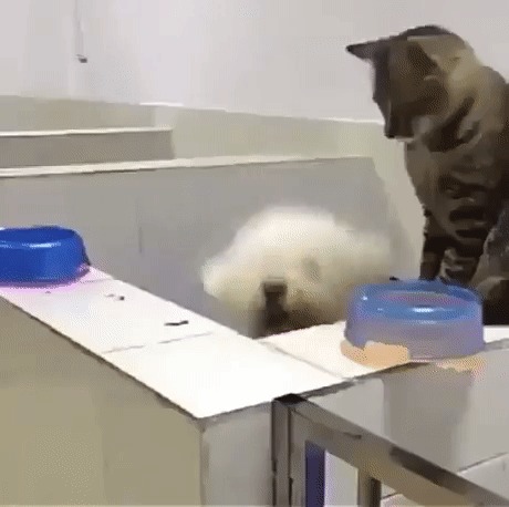 Баскетболист