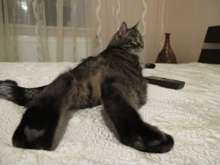 Heels... - Paws, cat, Heels, Homemade, The photo, Bed, Relaxation, Foreshortening
