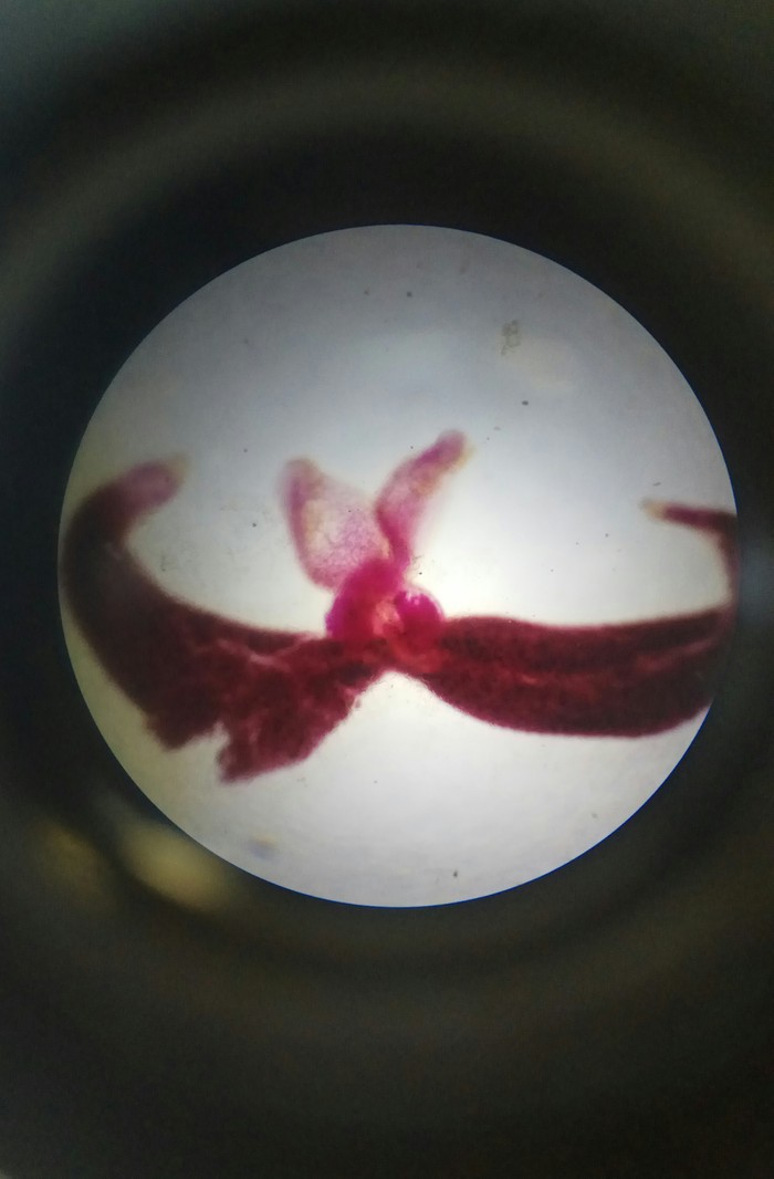 Oligonchoinea diplozoon says hello to those who don't grow mustaches - Parasites, Усы, My