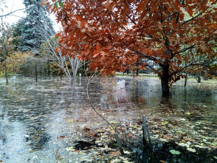 Botanical garden of Perm University flooded in Perm - Permian, Потоп, Utility services, Picture with text, Longpost