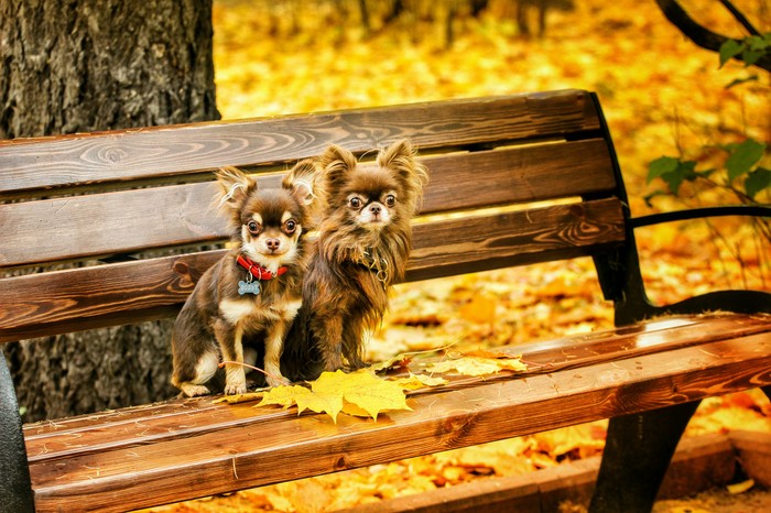 autumn dogs - My, Dog, Animals, Chihuahua, Autumn, Longpost