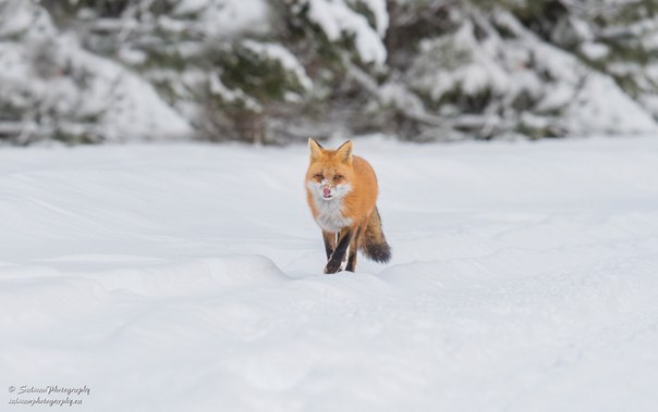 Flame in the snow - Fox, Ognevka, beauty, Animals, The photo