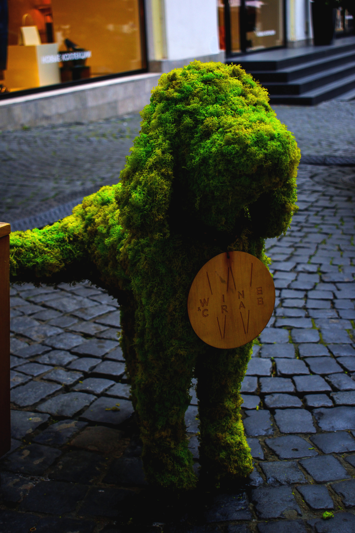 Poodle... - My, League Photos, Photographer, The photo, Dog, Greenery