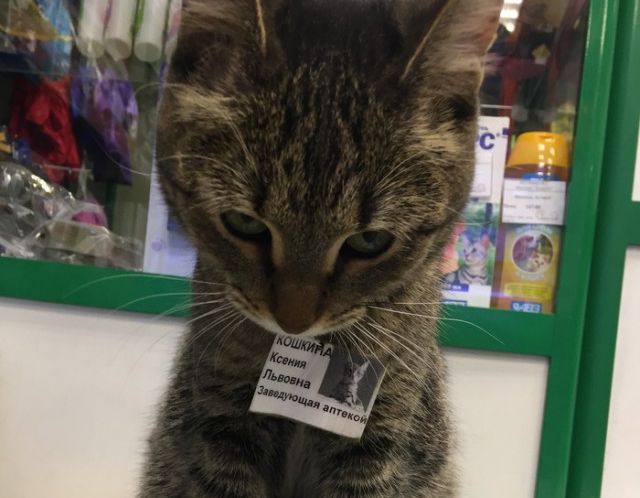 pharmacy kitty - cat, Pharmacy