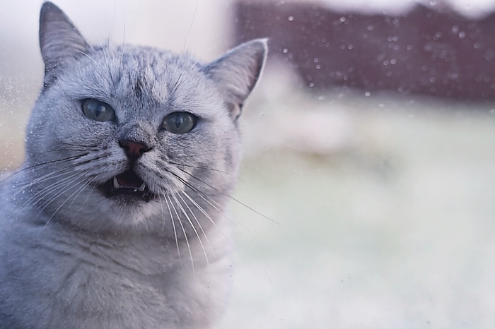 First snow in October... - My, cat, , Snow