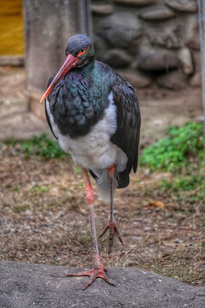 Black stork - My, Stork, Black, Birds