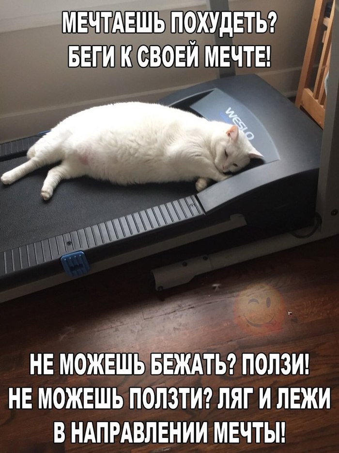 The main thing is not to give up - Humor, cat, Treadmill, Slimming, Dream