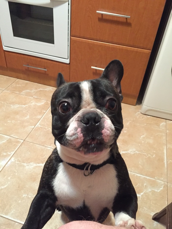 Jackson beggar :) first post! - My, French Bulldog, Beggars, Longpost