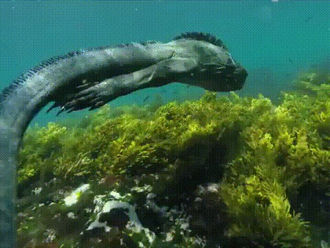 Годзилла. Морская игуана, Галапагосские острова, Аквалангист, Подводный мир, Подводная съемка, Гифка, Видео