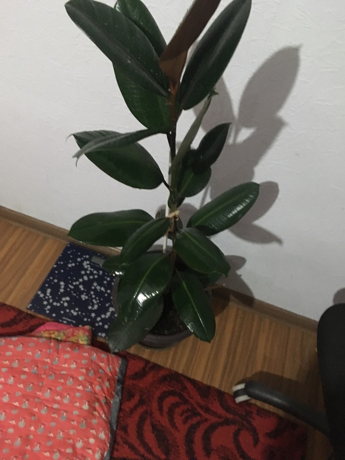 What to do with cactus - Inexplicable, Ficus, What to do