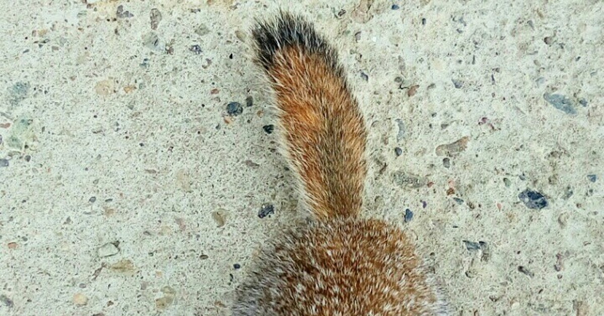 Евражки | Пикабу