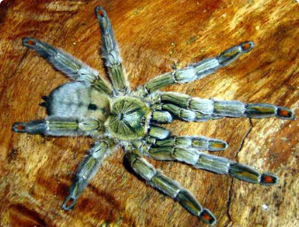 Tarantula spider Psalmopoeus cambridgei (Trinidad chevron) - Bird spiders, Terrariumistics, Exotic animals, Arachnophobia, Longpost