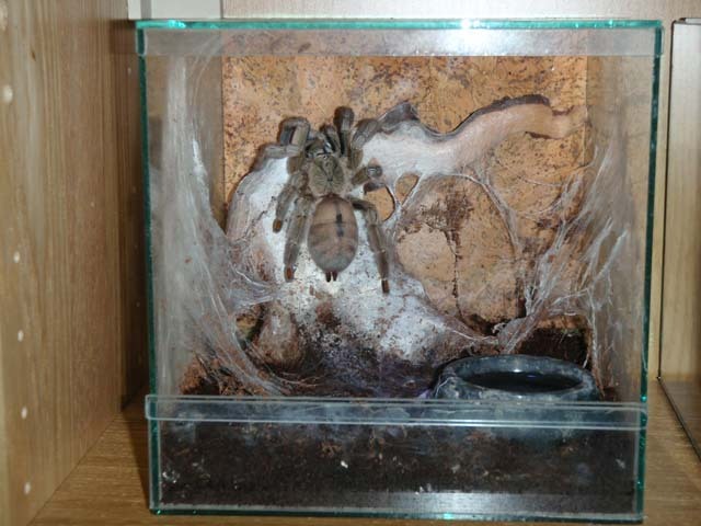 Tarantula spider Psalmopoeus cambridgei (Trinidad chevron) - Bird spiders, Terrariumistics, Exotic animals, Arachnophobia, Longpost