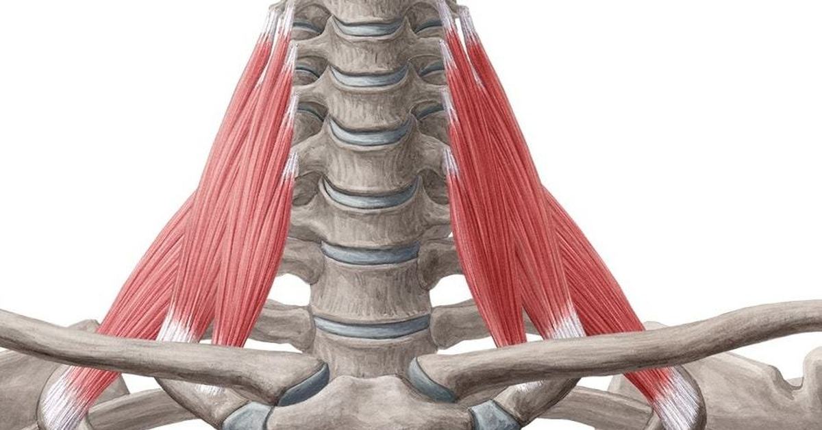 Триггерные точки в лестничных мышцах шеи. Передняя средняя и задняя лестничные мышцы. Лестничные мышцы шеи анатомия. Лестничные мышцы триггерные точки.