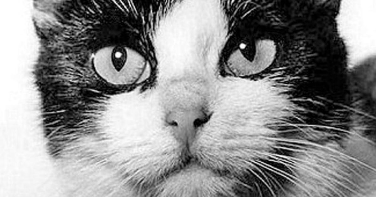 Кошка полетевшая в космос. Фелисетт первая кошка. 18 Октября 1963 года Франция кошка Фелисетт. Кошка Фелисетта в космосе.