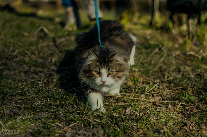 Kitten on a walk - My, The photo, cat, Walk, Camping, Longpost
