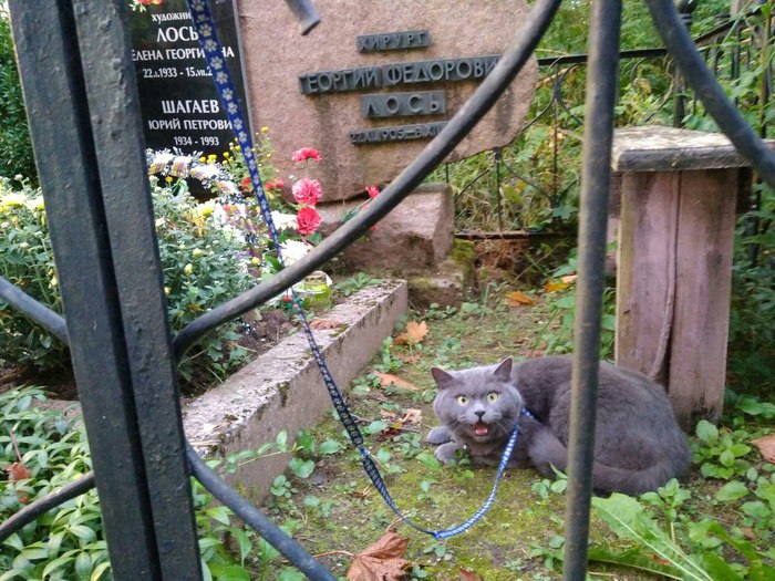 Someone moved into a cat in a cemetery - My, cat, Cemetery, Walk