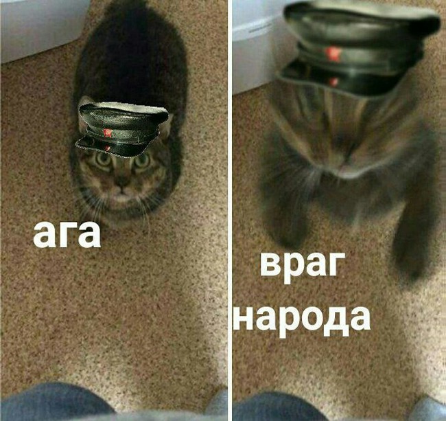 Враг народа - Моё, Сталин, Враг, Кот