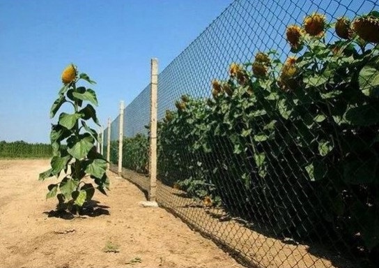 Real rebel - Humor, Images, Sunflower, Riot