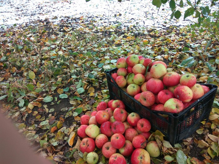 First snow and last harvest. - My, Apples, Snow, Harvest