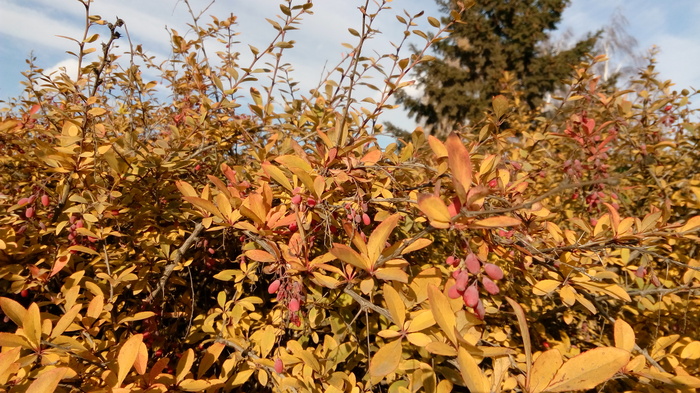 Осенний барбарис