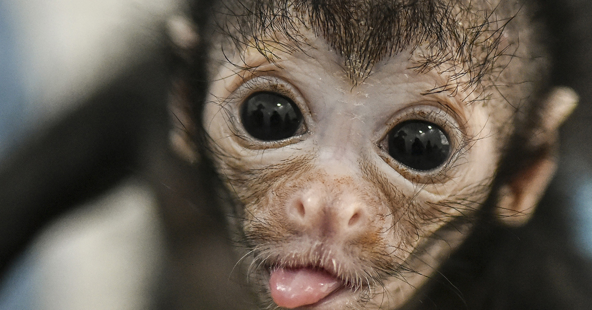 Фото смешной обезьянки. Смешные обезьянки. Милые обезьянки. Маленькая смешная обезьянка. Милая мартышка.