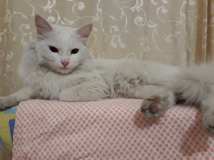 Irkutsk. Help give the cat in good hands. - My, Irkutsk, cat, In good hands, I will give, Longpost