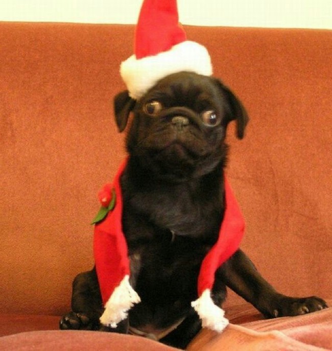 Are you also looking forward to the new year :D ? - New Year, Pug, Funny animals, Dog