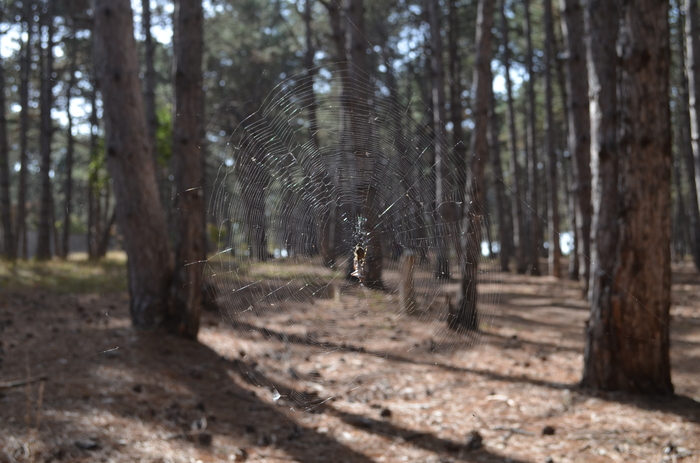 ...and lunch on schedule. - My, Web, Spider, The photo, Sevastopol, Dinner, Forest, Longpost