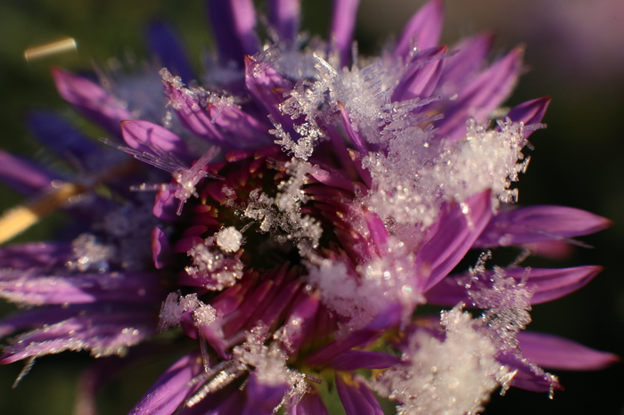 Frost on a flower - My, Canon, Flowers, Sokolniki, Frost, Beginning photographer, Macro photography
