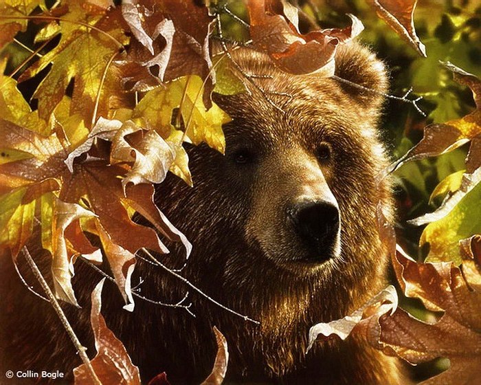 Autumn potapycha in your feed - Autumn, Bear, Nature, Animals, The Bears