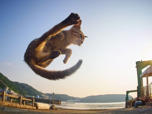 Kotul martial arts - cat, Longpost, 