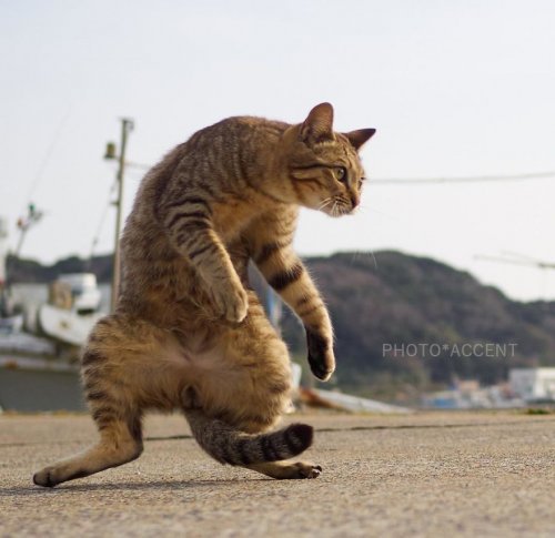 Kotul martial arts - cat, Longpost, 