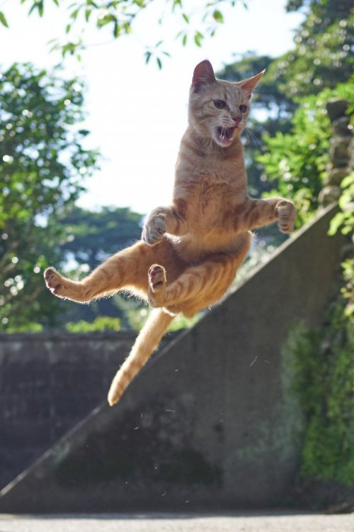 Kotul martial arts - cat, Longpost, 